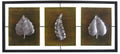 Cuadro Triptico Hojas